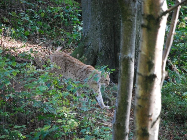 Luchsgehege bei den Rabenklippen (Foto: Bennet Doerge)