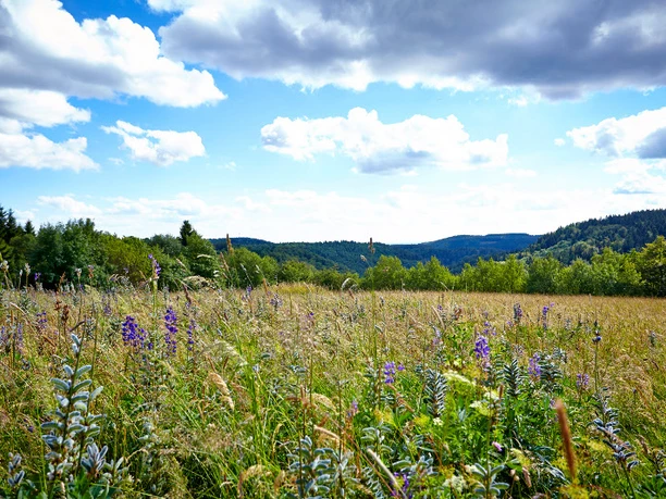 Blick über die Bergwiese