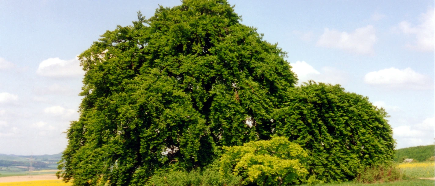 Kopfbuche bei Gremsheim