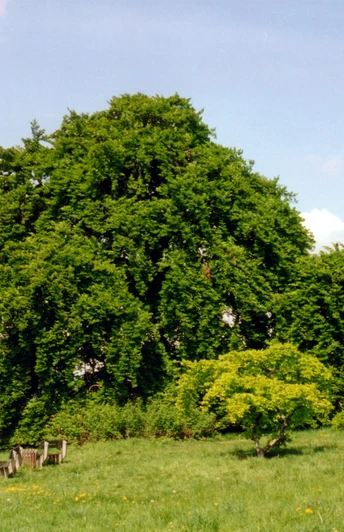 Kopfbuche bei Gremsheim