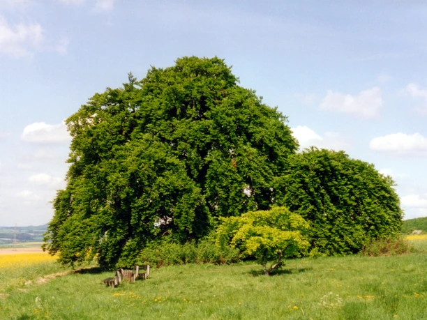 Kopfbuche bei Gremsheim