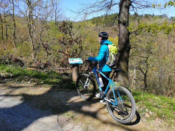 Information im Stiftungswald