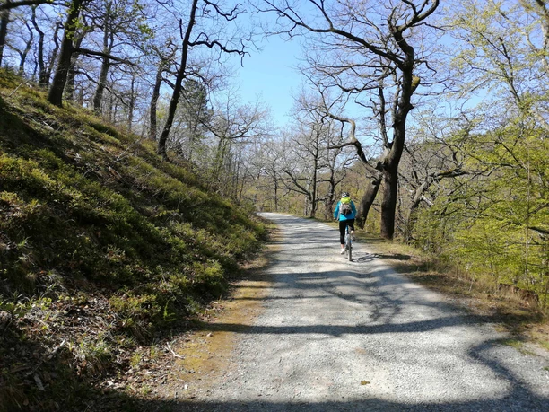 Gemütlicher Anstieg am Herzogsweg