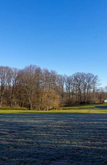Elfenwiese am Morgen