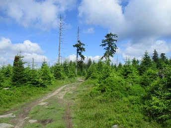 Bizarre Landschaft im Hochharz
