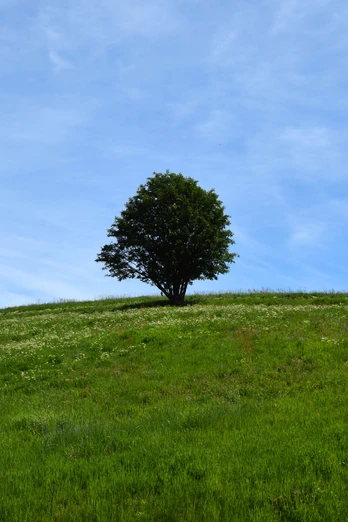 Bergwiese bei Benneckenstein