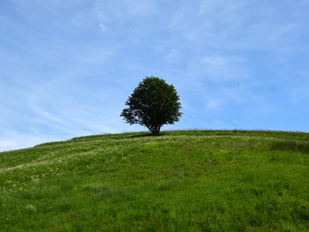 Bergwiese bei Benneckenstein