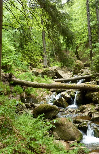 Bei den Ilsefällen (Foto: Andreas Lehmberg) Bei den Ilsefällen (Foto: Andreas Lehmberg)