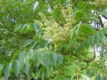 Wir zeigen Ihnen den Götterbaum und weitere Exoten