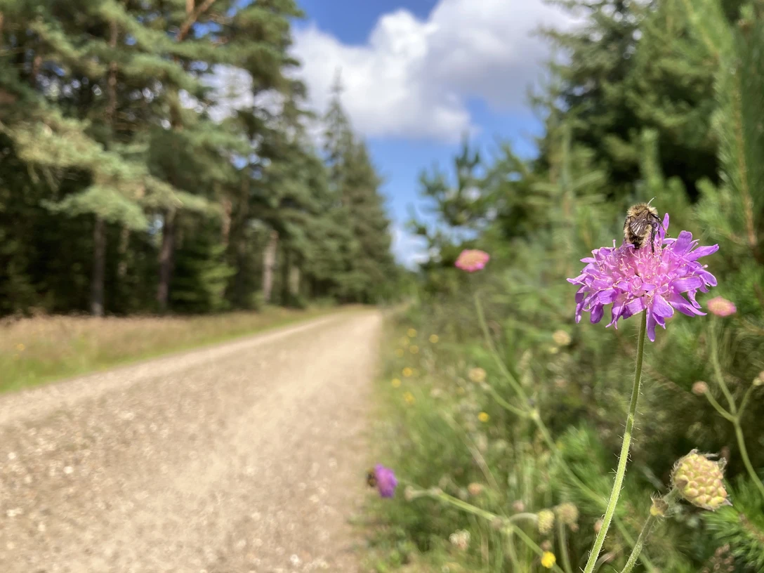 Biene und Blume am Wegesrand Biene und Blume am Wegesrand