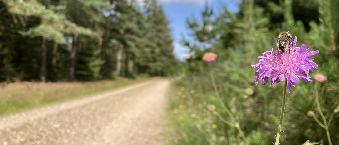 Biene und Blume am Wegesrand Biene und Blume am Wegesrand