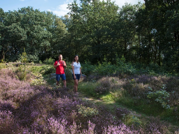 Hünengräberstraße des Hümmling bei Groß Berßen ©Naturpark Hümmling (6) Zwei Wandernde auf einem schmalen Pfad durch blühende Heide mit Wald im Hintergrund.