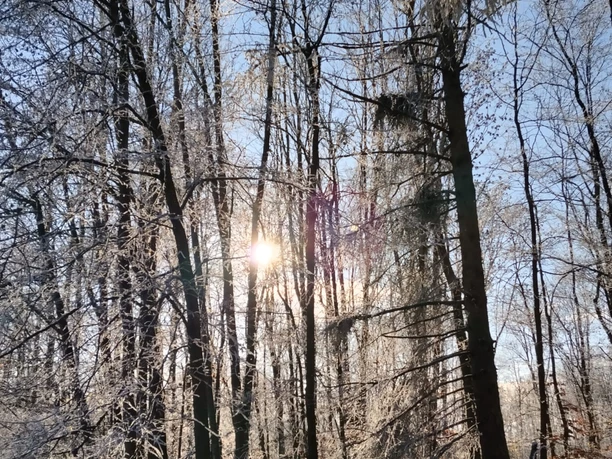 Winterlicher Wald bei Einbeck mit Raureif an den Bäumen und Sonnenlicht zwischen den Ästen