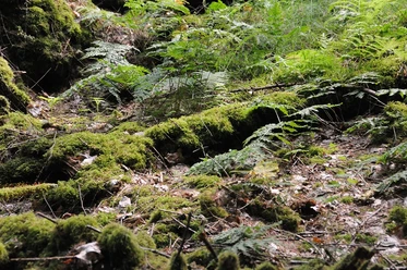 Im Netzbachtal