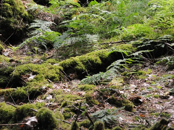 Im Netzbachtal