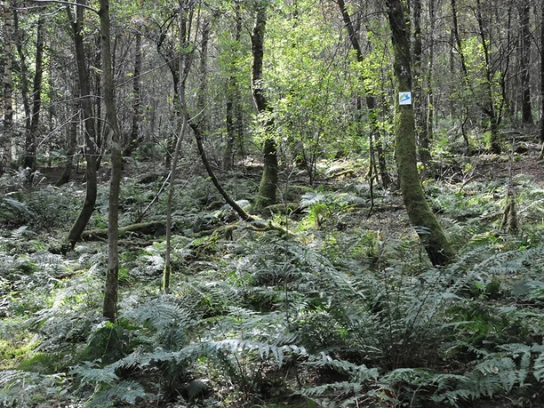 Urwald vor den Toren der Stadt