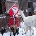 Weihnachtsmann mit Alpaka und Ziegen