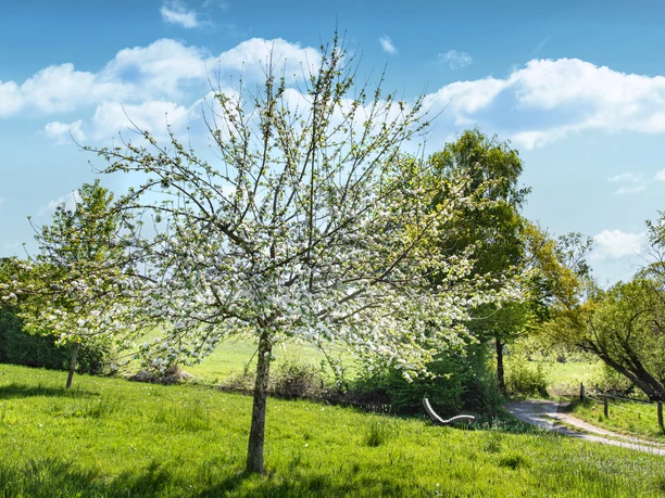 Streuobstwiesenweg | Erlebnisweg Sieg