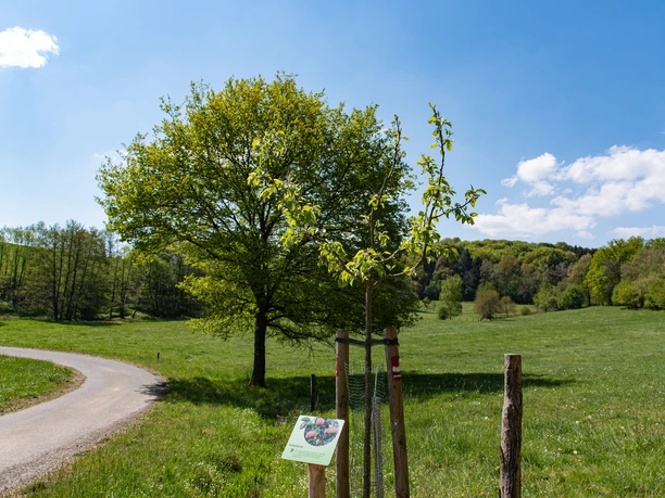 Infotafel am Streuobstweg