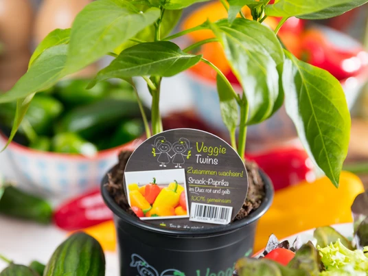 Landgärtnerei Niemann