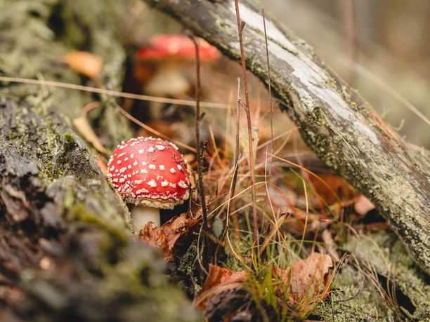 Fliegenpilze auf einer Wurzel im Herbst Fliegenpilze auf einer Wurzel im Herbst