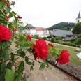 097HR-2025- Lindenfels - Kurgarten Rosen.JPG