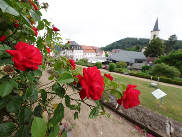097HR-2025- Lindenfels - Kurgarten Rosen.JPG