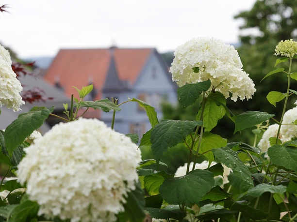 098HR-2025- Lindenfels - Kurgarten Hortensie .JPG