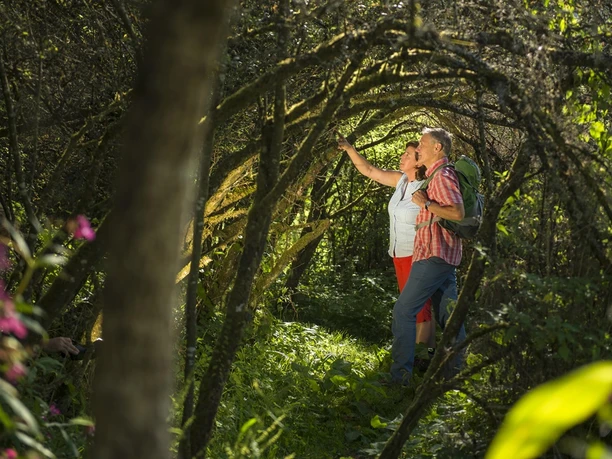 Unterwegs auf der Traumschleife Waldsaumweg