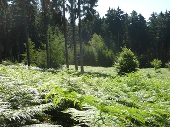 Lichtung mit Farnen