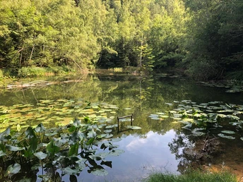 Herber Loch, Weiher im alten Steinbruch