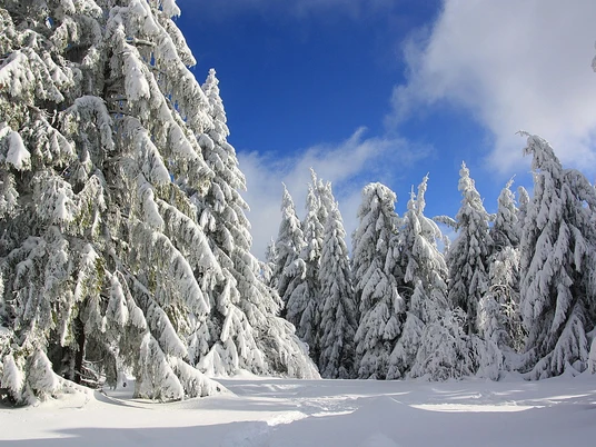 Tannen im Schnee