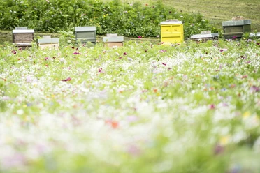 JB_Wiese Kurpark Bienen_1200pxl