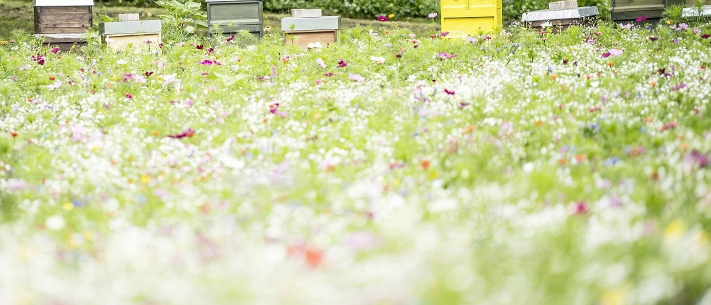 JB_Wiese Kurpark Bienen_1200pxl