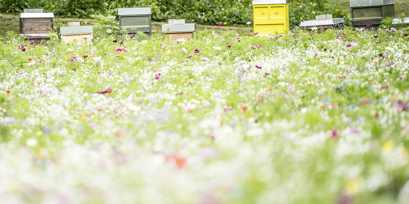 JB_Wiese Kurpark Bienen_1200pxl