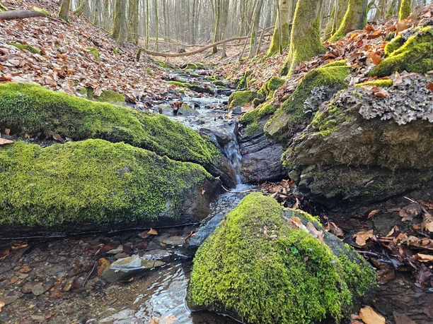 Langeland Emmer-Quelle Kleiner Quellbach fließt zwischen moosbewachsenen Steinen im Wald, umgeben von Herbstlaub und Bäumen.