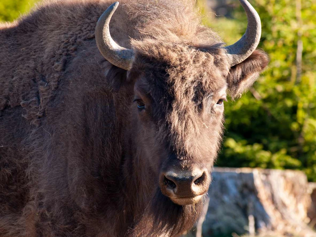 Wisent Quaja