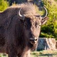 Wisent Quaja