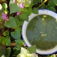Taubnessel-Suppe im Schloss Hirschgarten