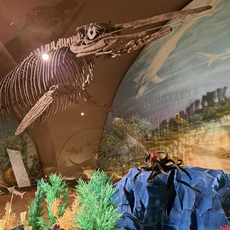 Der Ichthyosaurier im Schloss Salder hat Playmobil-Gesellschaft bekommen. Der Ichthyosaurier im Schloss Salder hat Playmobil-Gesellschaft bekommen.