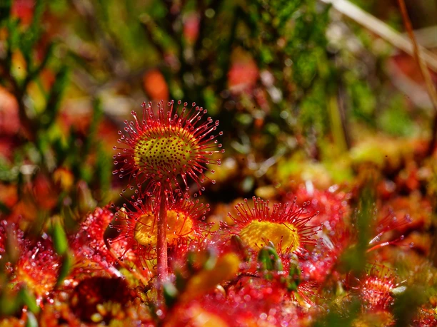 Rundblättriger Sonnentau - trügerisch verlockend für Insekten