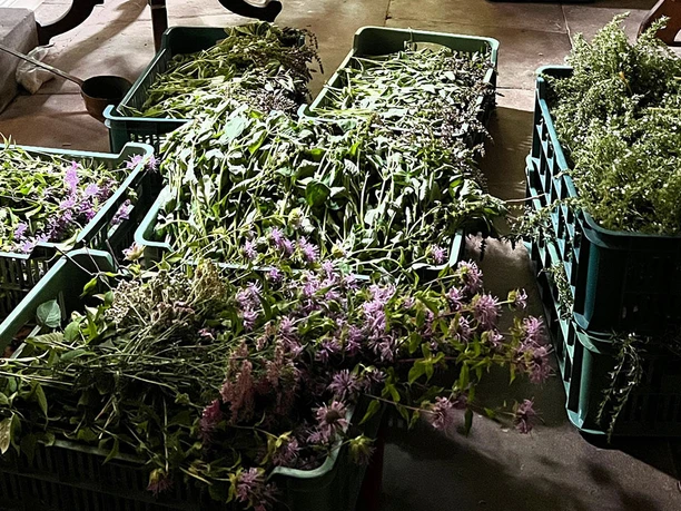 Ernte im Schloss Hirschgarten