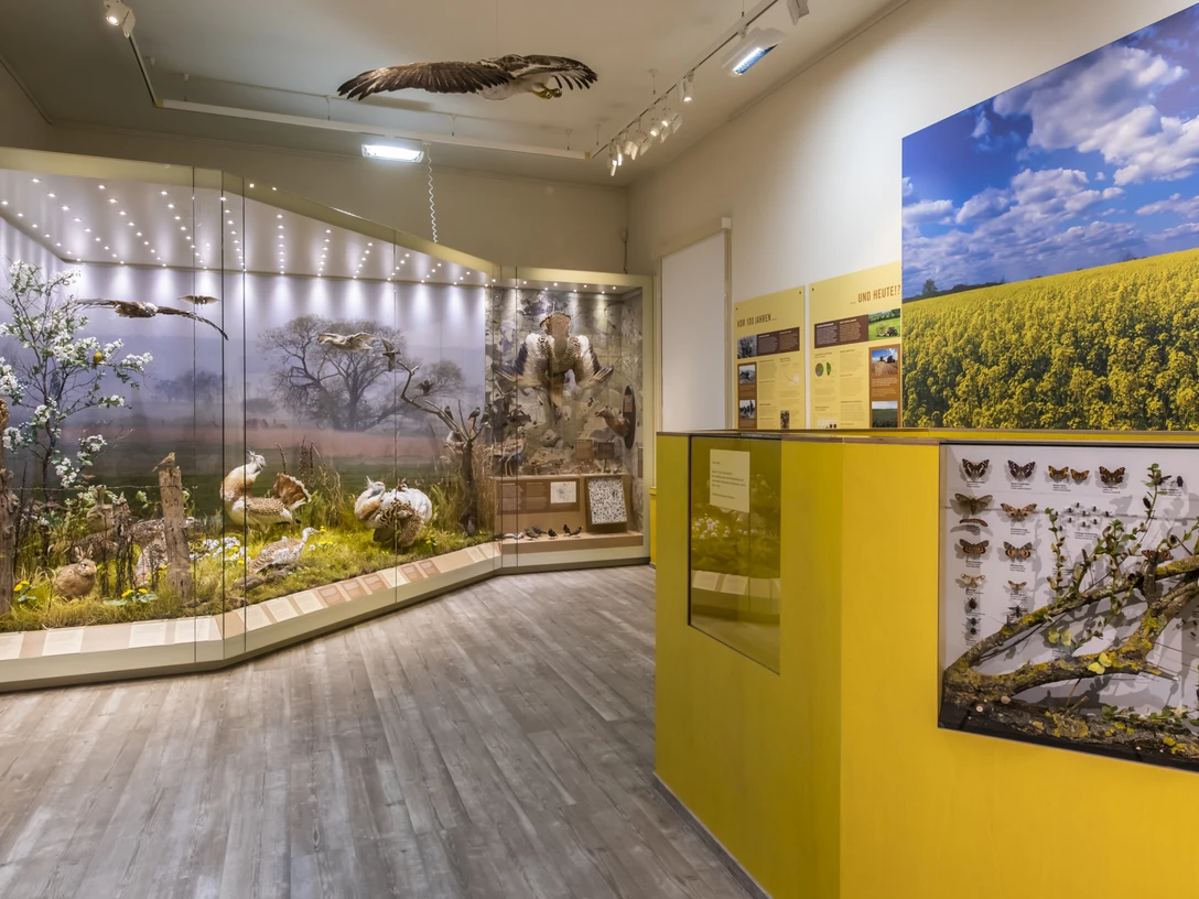 Großtrappenraum im Naturkundemuseum Potsdam