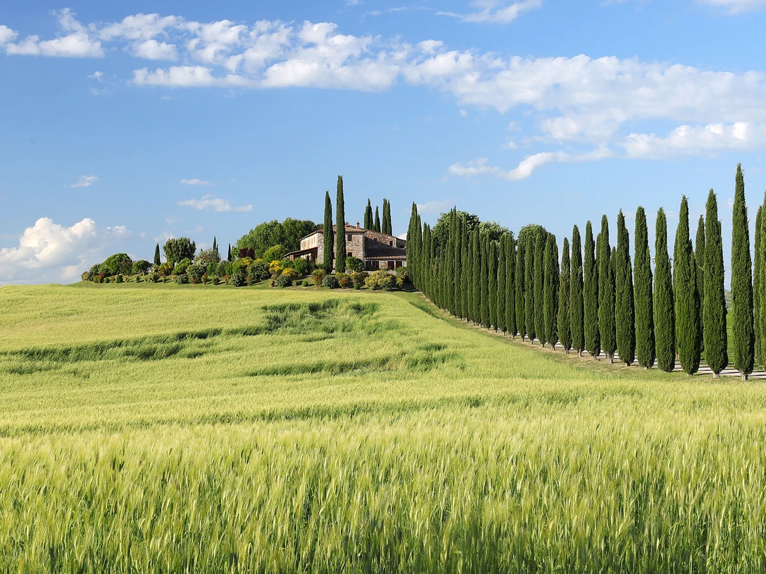 Zypressenalle im Val d` Orcia - Toskana.jpg