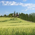 Zypressenalle im Val d` Orcia - Toskana.jpg