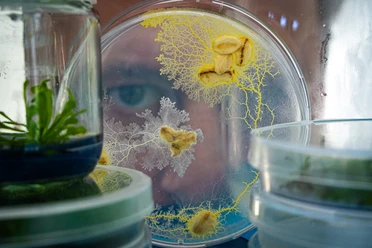A human eye looks through various glasses filled with small microorganisms and plants.