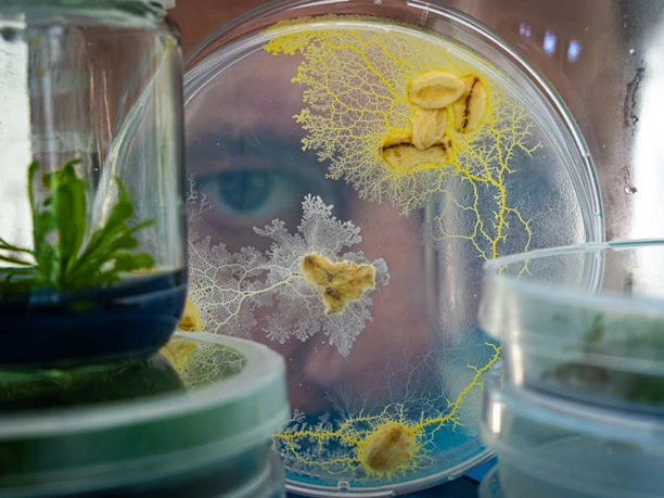 A human eye looks through various glasses filled with small microorganisms and plants.