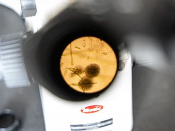 Cryptobisosis motive Blick durch ein Mikroskop auf eine Petrischale mit Microorganismen.View through a microscope onto a Petri dish with microorganisms.