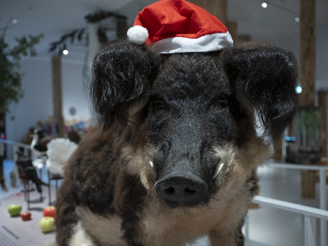 Museum_Schölerberg_Adventsbasteln_c_AngelavonBrill_66 © Angela von Brill