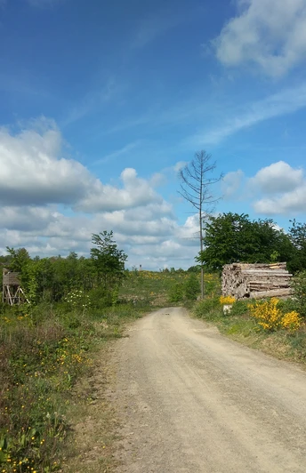 Ameisenweg vor Mausbach